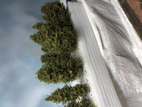 Forest Planted Mainline Scene