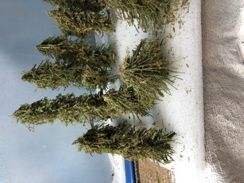 Homemade Conifers Batch Foam Block