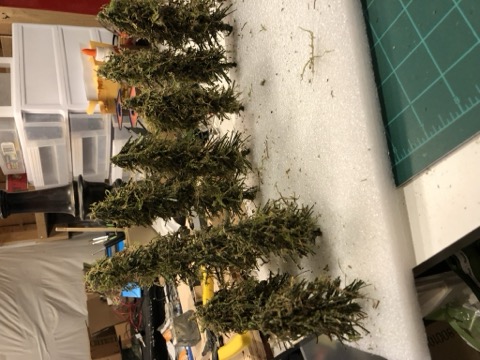 Planted Forest Double Track Scene