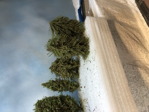 Tree Batch Drying Row