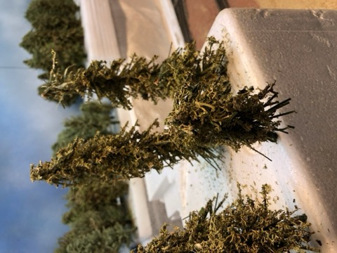 Trees Foam Ledge Row