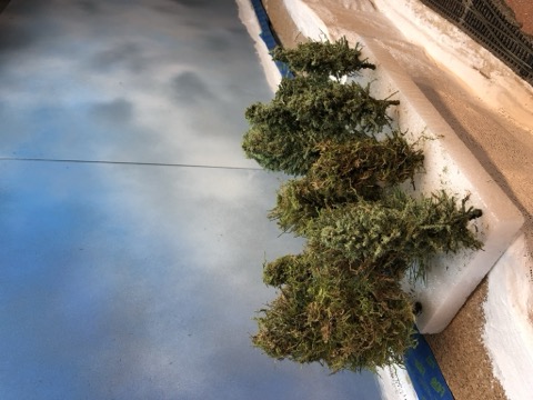 Trees Installed Ridge Scene