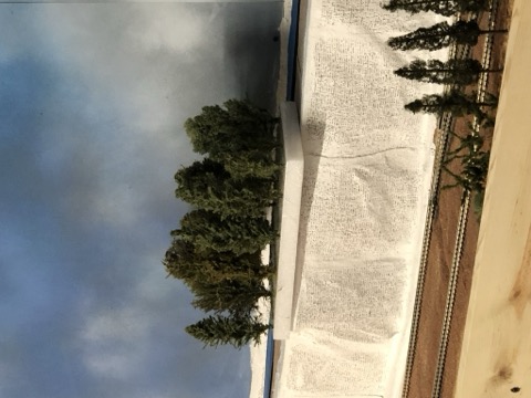 Trees Planted Double Track Ridge