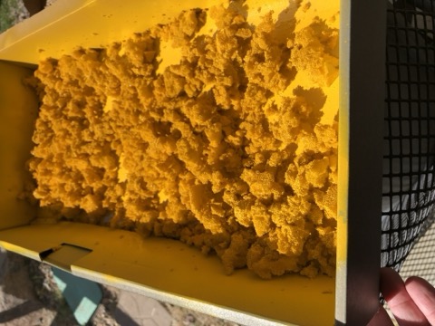 Couch Foam Foliage Dyeing 03